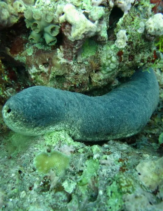 Discover the edible sea cucumber Nausicaa